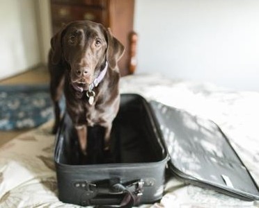 Dog sitting in suitcase